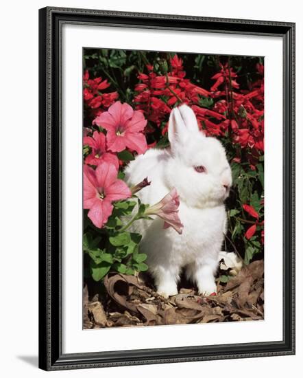 Netherland Dwarf Domestic Rabbit, USA-Lynn M. Stone-Framed Photographic Print