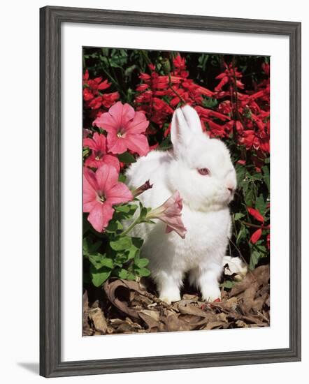 Netherland Dwarf Domestic Rabbit, USA-Lynn M. Stone-Framed Photographic Print