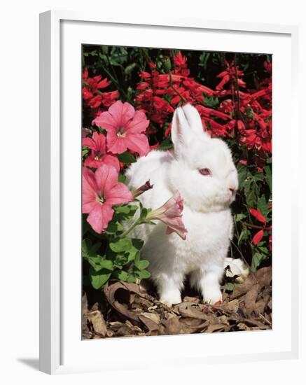 Netherland Dwarf Domestic Rabbit, USA-Lynn M. Stone-Framed Photographic Print