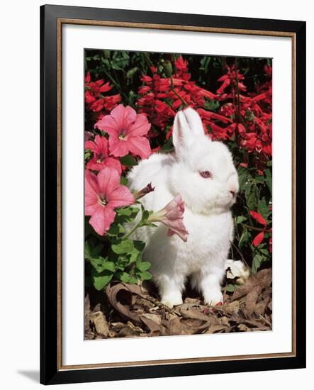 Netherland Dwarf Domestic Rabbit, USA-Lynn M. Stone-Framed Photographic Print