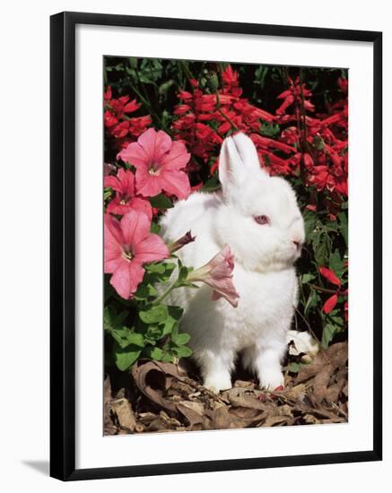 Netherland Dwarf Domestic Rabbit, USA-Lynn M. Stone-Framed Photographic Print