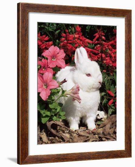 Netherland Dwarf Domestic Rabbit, USA-Lynn M. Stone-Framed Photographic Print