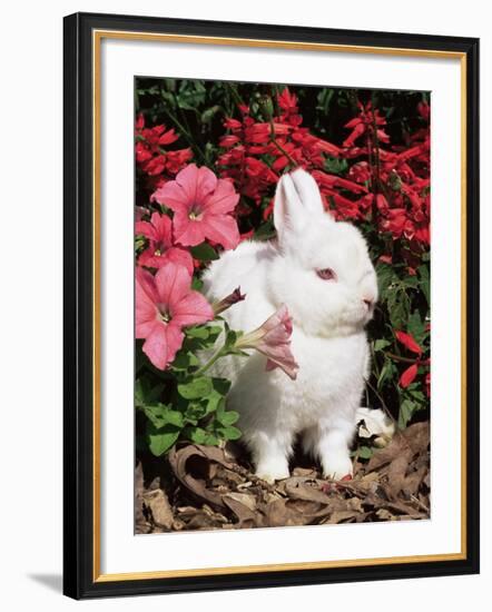 Netherland Dwarf Domestic Rabbit, USA-Lynn M. Stone-Framed Photographic Print