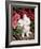 Netherland Dwarf Domestic Rabbit, USA-Lynn M. Stone-Framed Photographic Print