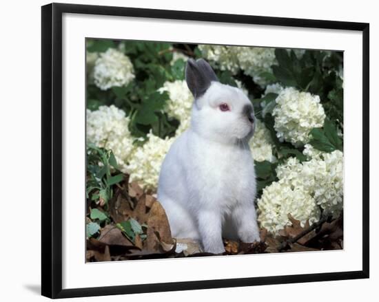 Netherland Dwarf Domestic Rabbit-Lynn M. Stone-Framed Photographic Print