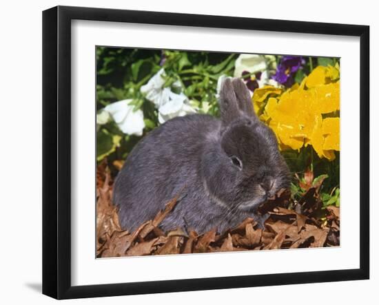 Netherland Dwarf Rabbit, Amongst Flowers, USA-Lynn M. Stone-Framed Photographic Print