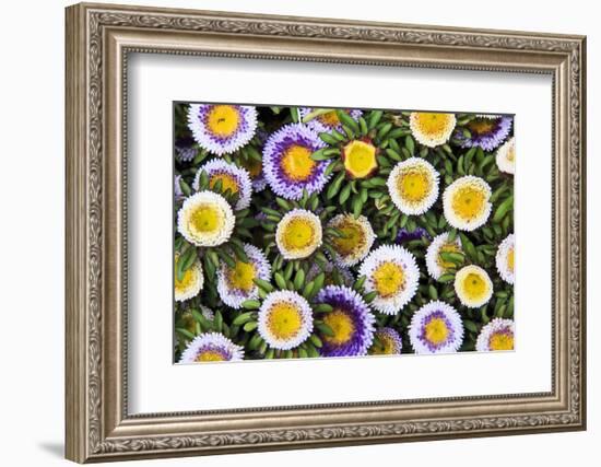 Netherlands, Holland, Utrecht Province, Amersfoort. Medieval Old Town. Weekly Floral Market-Emily Wilson-Framed Photographic Print