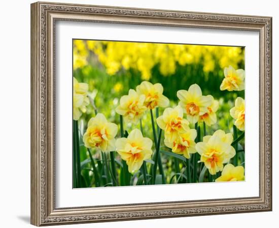 Netherlands, Lisse. A variety of yellow and orange double daffodils (Narcissus hybrids).-Julie Eggers-Framed Photographic Print