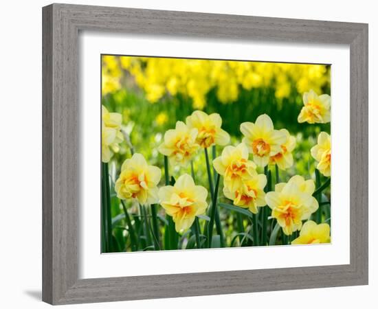 Netherlands, Lisse. A variety of yellow and orange double daffodils (Narcissus hybrids).-Julie Eggers-Framed Photographic Print