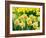 Netherlands, Lisse. A variety of yellow and orange double daffodils (Narcissus hybrids).-Julie Eggers-Framed Photographic Print