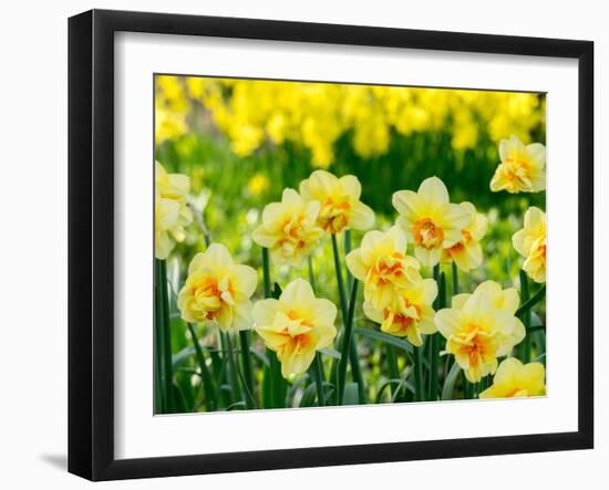 Netherlands, Lisse. A variety of yellow and orange double daffodils (Narcissus hybrids).-Julie Eggers-Framed Photographic Print