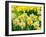 Netherlands, Lisse. A variety of yellow and orange double daffodils (Narcissus hybrids).-Julie Eggers-Framed Photographic Print