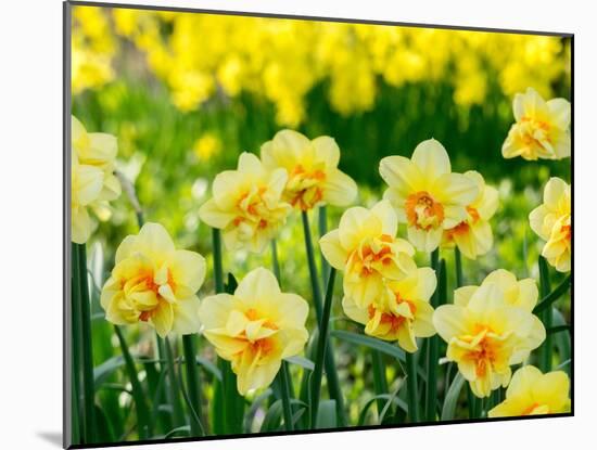 Netherlands, Lisse. A variety of yellow and orange double daffodils (Narcissus hybrids).-Julie Eggers-Mounted Photographic Print