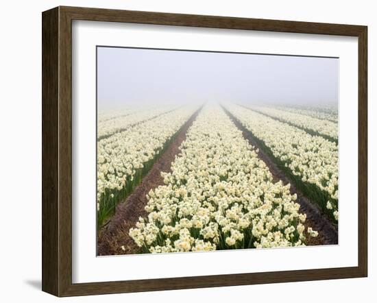 Netherlands, Lisse. Agricultural field of daffodils on a foggy morning.-Julie Eggers-Framed Photographic Print