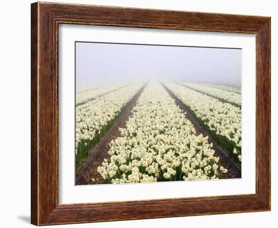 Netherlands, Lisse. Agricultural field of daffodils on a foggy morning.-Julie Eggers-Framed Photographic Print