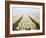 Netherlands, Lisse. Agricultural field of daffodils on a foggy morning.-Julie Eggers-Framed Photographic Print