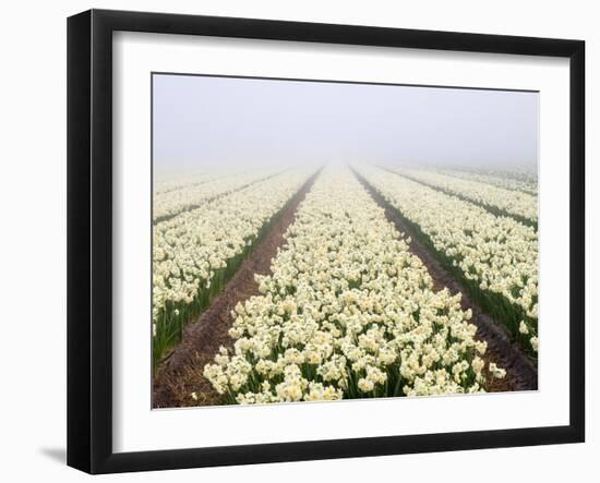 Netherlands, Lisse. Agricultural field of daffodils on a foggy morning.-Julie Eggers-Framed Photographic Print