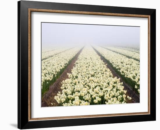 Netherlands, Lisse. Agricultural field of daffodils on a foggy morning.-Julie Eggers-Framed Photographic Print