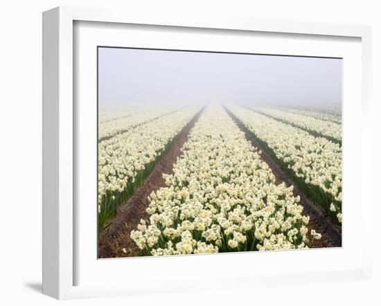 Netherlands, Lisse. Agricultural field of daffodils on a foggy morning.-Julie Eggers-Framed Photographic Print