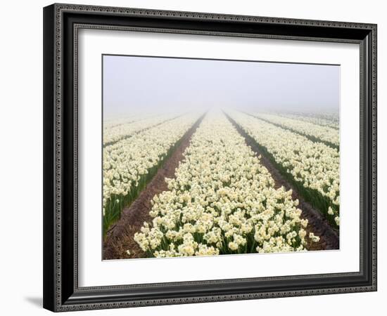 Netherlands, Lisse. Agricultural field of daffodils on a foggy morning.-Julie Eggers-Framed Photographic Print