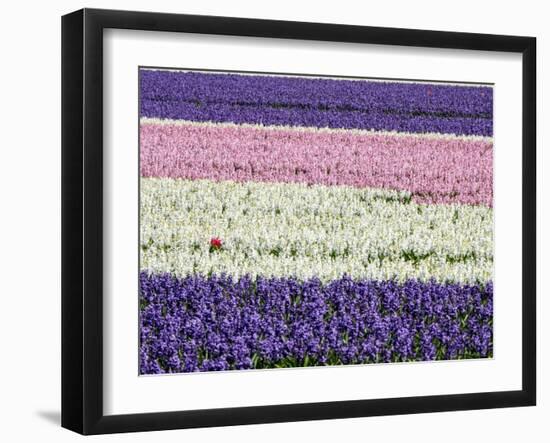 Netherlands, Lisse. Agricultural field of hyacinths.-Julie Eggers-Framed Photographic Print