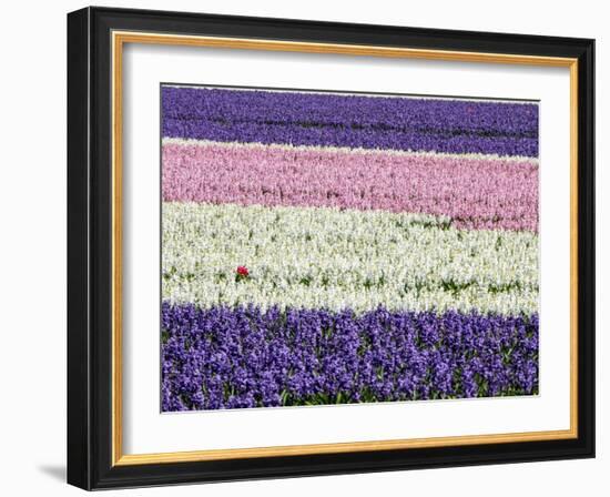 Netherlands, Lisse. Agricultural field of hyacinths.-Julie Eggers-Framed Photographic Print