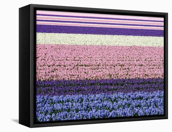 Netherlands, Lisse. Agricultural field of hyacinths.-Julie Eggers-Framed Premier Image Canvas