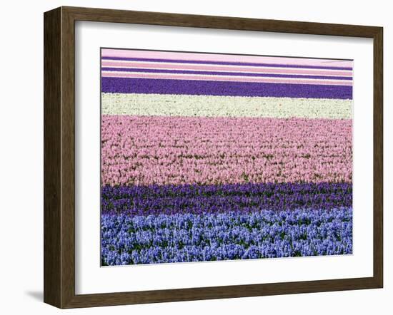 Netherlands, Lisse. Agricultural field of hyacinths.-Julie Eggers-Framed Photographic Print