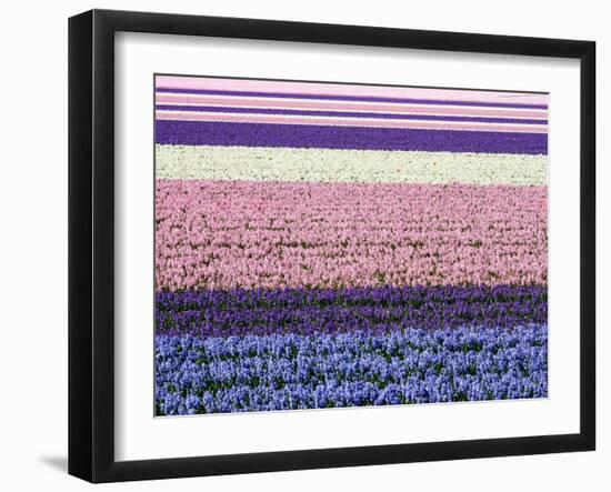 Netherlands, Lisse. Agricultural field of hyacinths.-Julie Eggers-Framed Photographic Print