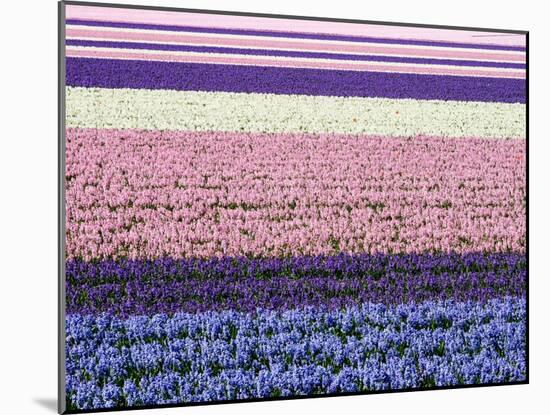 Netherlands, Lisse. Agricultural field of hyacinths.-Julie Eggers-Mounted Photographic Print