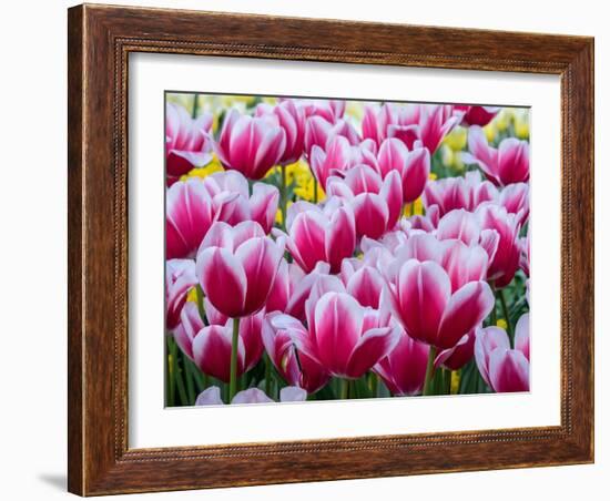 Netherlands, Lisse. Closeup of a group of pink and white colored tulips.-Julie Eggers-Framed Photographic Print