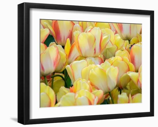Netherlands, Lisse. Closeup of a group of yellow and orange colored tulips.-Julie Eggers-Framed Photographic Print