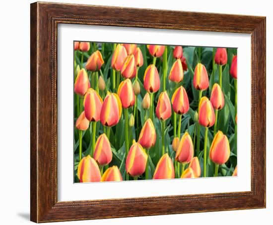 Netherlands, Lisse. Closeup of a group of yellow and orange colored tulips.-Julie Eggers-Framed Photographic Print