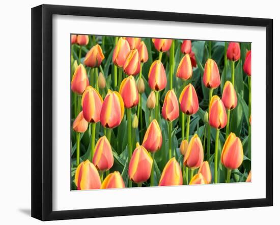 Netherlands, Lisse. Closeup of a group of yellow and orange colored tulips.-Julie Eggers-Framed Photographic Print