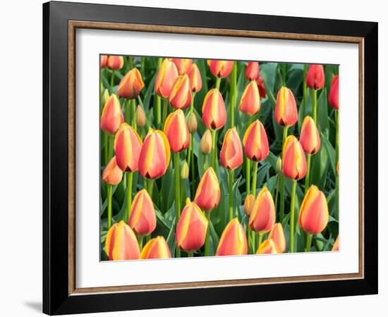 Netherlands, Lisse. Closeup of a group of yellow and orange colored tulips.-Julie Eggers-Framed Photographic Print