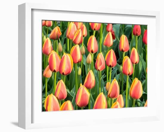 Netherlands, Lisse. Closeup of a group of yellow and orange colored tulips.-Julie Eggers-Framed Photographic Print