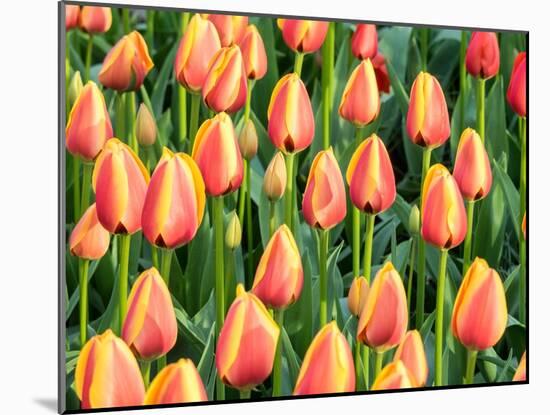 Netherlands, Lisse. Closeup of a group of yellow and orange colored tulips.-Julie Eggers-Mounted Photographic Print