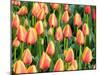 Netherlands, Lisse. Closeup of a group of yellow and orange colored tulips.-Julie Eggers-Mounted Photographic Print