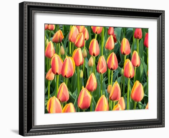 Netherlands, Lisse. Closeup of a group of yellow and orange colored tulips.-Julie Eggers-Framed Photographic Print