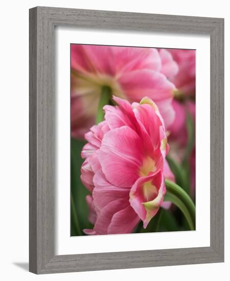 Netherlands, Lisse. Closeup of a pink tulip flower.-Julie Eggers-Framed Photographic Print