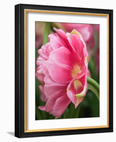 Netherlands, Lisse. Closeup of a pink tulip flower.-Julie Eggers-Framed Photographic Print