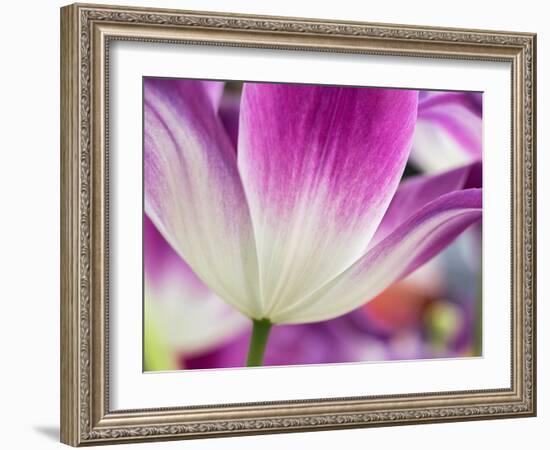 Netherlands, Lisse. Closeup of a purple and white tulip.-Julie Eggers-Framed Photographic Print