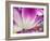 Netherlands, Lisse. Closeup of a purple and white tulip.-Julie Eggers-Framed Photographic Print