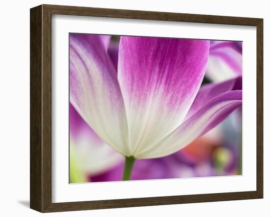 Netherlands, Lisse. Closeup of a purple and white tulip.-Julie Eggers-Framed Photographic Print
