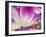 Netherlands, Lisse. Closeup of a purple and white tulip.-Julie Eggers-Framed Photographic Print