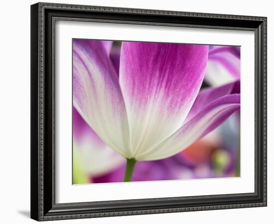 Netherlands, Lisse. Closeup of a purple and white tulip.-Julie Eggers-Framed Photographic Print