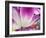 Netherlands, Lisse. Closeup of a purple and white tulip.-Julie Eggers-Framed Photographic Print