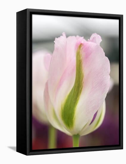 Netherlands, Lisse. Closeup of a soft pink tulip with green streaks.-Julie Eggers-Framed Premier Image Canvas