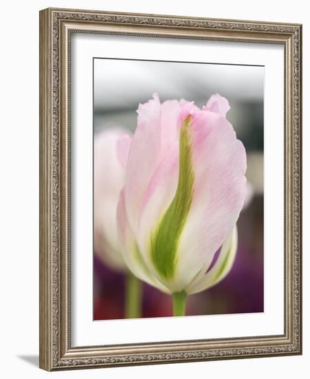 Netherlands, Lisse. Closeup of a soft pink tulip with green streaks.-Julie Eggers-Framed Photographic Print