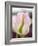 Netherlands, Lisse. Closeup of a soft pink tulip with green streaks.-Julie Eggers-Framed Photographic Print